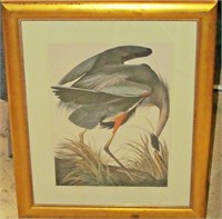 Large Audubon Print Of Great Blue Heron