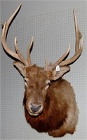 Elk Taxidermy Shoulder Mount