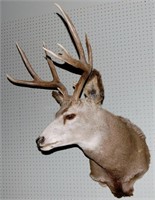 Mule Deer Taxidermy Mount