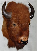 Buffalo Head Taxidermy mount