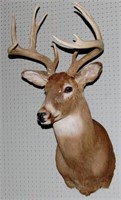 Whitetail Deer Taxidermy Mount