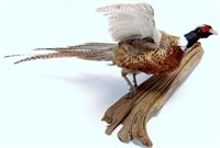 Pheasant Taxidermy Mount