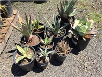 Agave Collection #1