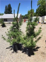 (2) 15 Gallon Pinus Nigra (Black Pine)