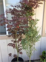 Two More Rare Japanese Maples