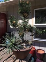 Dwarf Pine with Agave Pot