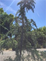 Large Kashmir Cedar