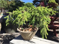 Weeping Spruce Planted Pot