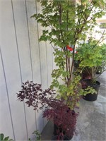 Two Rare Japanese Maples