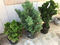 Three Collector Dwarf Conifers