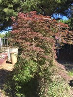 Large Red Japanese Maple in 20” Box