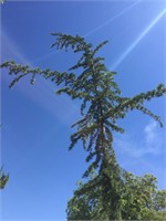 Weeping Blue Lebanon Cedar in 24” Box