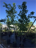 (2) 15 Gallon Red Maple Shade Trees