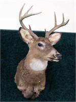 8-point whitetail trophy deer mount