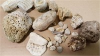 Fossilized Coral and other shells