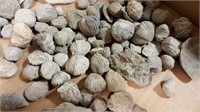 Brachiopods - fossils