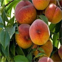 (90) Earligrande Freestone Peach Trees on Lovell