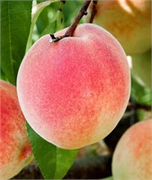 (90) Nectar Freestone Peach Trees on Lovell