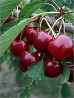 One lot of (27) Container Fruit Trees