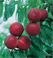 (100) 3/8" Suncrest Freestone Peach Trees