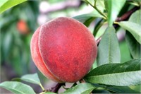 (100) 5/16" Garnet Beauty Freestone Peach Trees