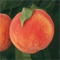 (100) 1/4" Contendor Freestone Peach Trees
