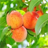 (45) Giant Babcock Freestone Peach Trees on Lovell