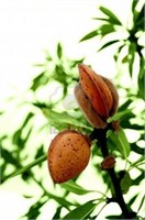 (350) 5/16" Wood Colony  Almond Trees on Nemaguard
