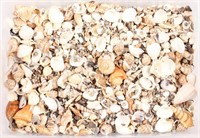ASSORTED SEASHELLS FOR CRAFTING OR DECOR 13 LBS