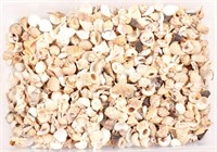ASSORTED SEASHELLS FOR CRAFTING OR DECOR 13 LBS