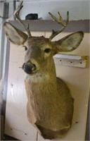 1997 White Tail Deer Shoulder Mount 8 Point