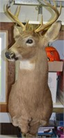 8 Point White Tail Deer Should Mount