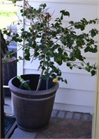 Potted Hibiscus Tree