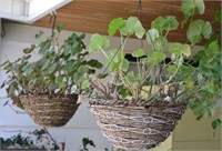 2 Geraniums in Hanging Baskets