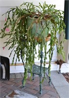 Large Christmas Cactus on Wrought Iron Stand