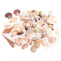 Large selection of seashells
