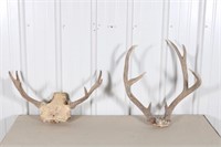 Lot of Two Racks, 1 Moose 23" Outside Spread and