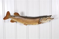36" Northern Pike, Fish Skin Mount, Some of the