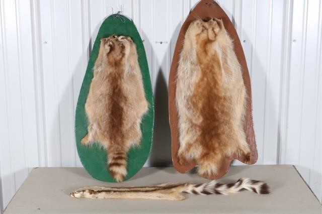 Online Only Taxidermy Sporting Collectible Auction