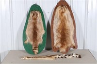 Two Raccoon Pelts and a Unknown Pelt, All older