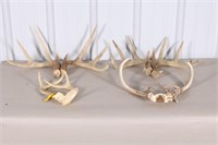Lot of 4 Sets of Whitetail Deer Antlers, 1 Has a