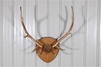 5x5 Elk Antlers on Plaque, Good Condition, 35"