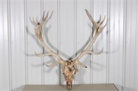 Red Stag Skull and Antlers, 38" Outside Spread,