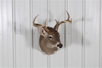Whitetail Buck Seven Point Taxidermy Shoulder