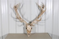 Red Stag Skull and Antlers, 37" Outside Spread,
