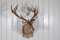 Red Stag Taxidermy Shoulder Mount, In Good