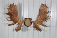 Large Set of Moose Antlers, Mounted on Plaque,