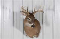Whitetail Buck Nine Point Taxidermy Shoulder