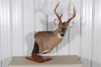 Eleven Point Whitetail Buck, Taxidermy Shoulder