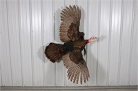 Full Body Eastern Tom Turkey Taxidermy Mount,